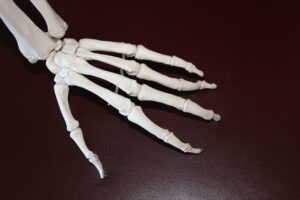 skeleton, hand, bones-778069.jpg